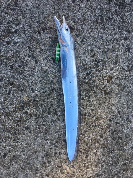 明るくなってもタチウオ